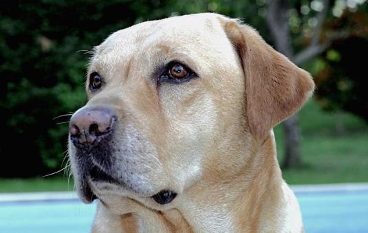 un chien mÃ©diateur en prison