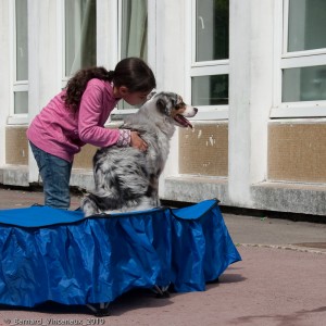 coeur d'artichien mediation animale 44 Nantes