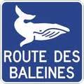 routebaleine