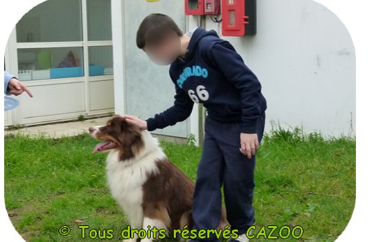 mediation animale protection de l'enfance