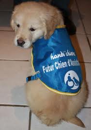 chiots handichiens