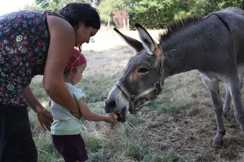 Emilie la ferme aux 4 saisons mediation animale