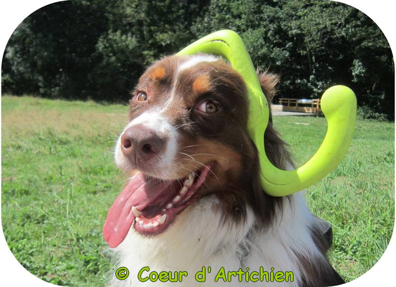 mediation animale chien mediateur 