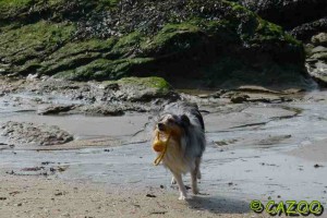 chien mediateur nantes