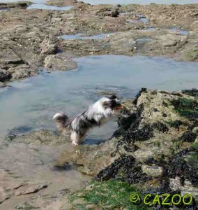 chien zootherapie nantes