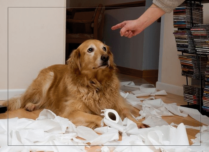 le regard coupable du chien