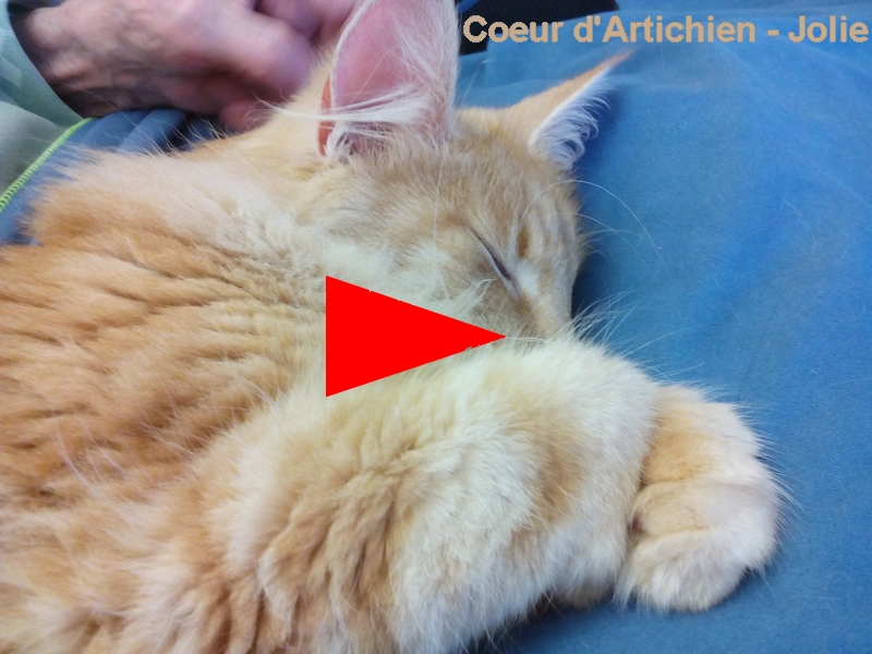 mediation animale Jolie_video