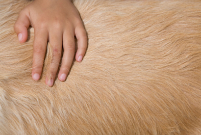 Coeur d'Artichien médiation animale 44 zootherapie CAZOO » Les problèmes de  poils chez le chien