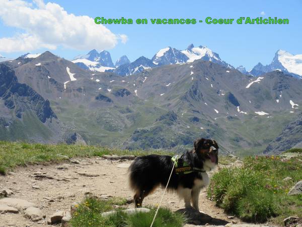 vacances_chewba_coeurdartichien