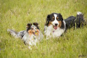 chien mediateur penitentiaire